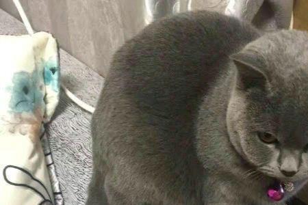 公蓝猫咪从家里走失会回来吗