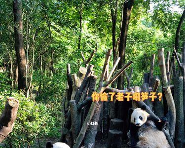 成都熊猫基地门票预约