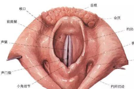 真声高音提升原理