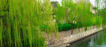 杨柳什么时间枯