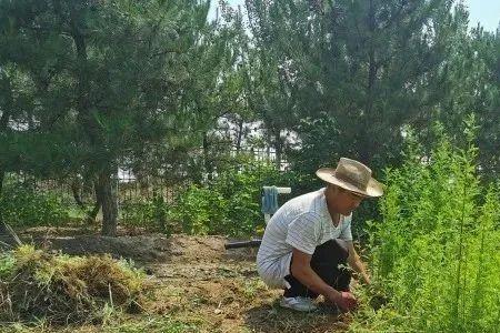 蒿的生物学特性