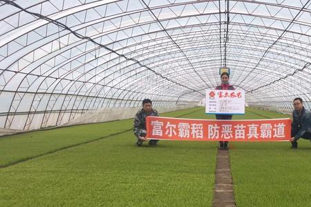 霸遂12是什么稻子