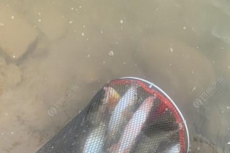 黄尾鲴什么时候靠岸边