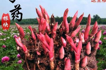 和芍药根类似的是什么花