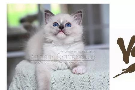 小猫早中晚的变化