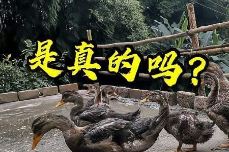 20天多天鸭子多大