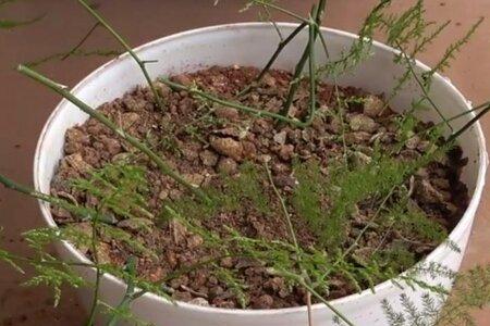 一枝文竹能发多少新芽