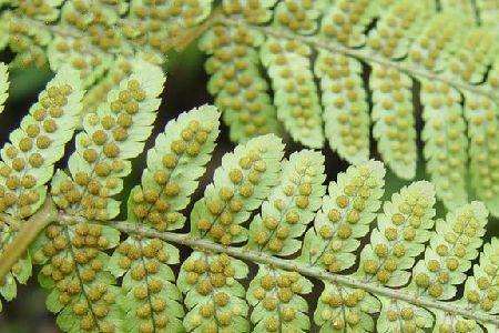 金毛蕨和鳞毛蕨的区别