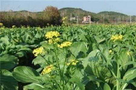 蔓金苔是什么蔬菜进化的