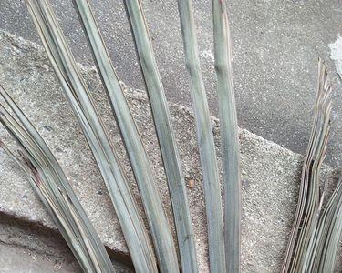 棕榈叶编织品怎么保存