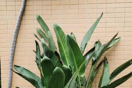 天堂鸟叶子大杆子长不高
