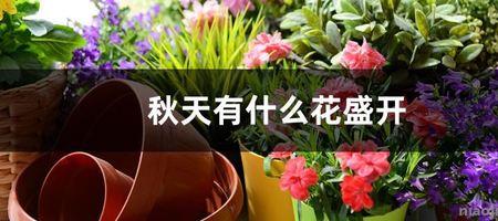 歌词有花盛开是什么歌