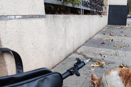 我的猫咪走丢了怎么办啊