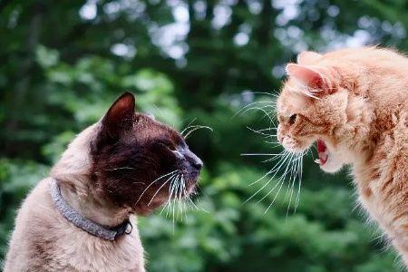 猫配偶为什么声音那么大