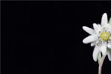 雪绒花和火绒花是一种花吗