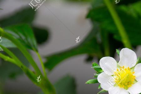 草原上的六瓣白花叫什么