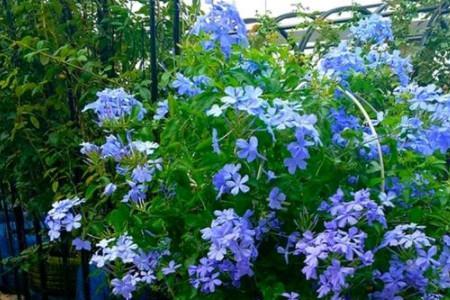蓝星花8月不开花了怎么办