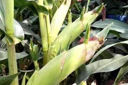 金冠王567玉米种概括