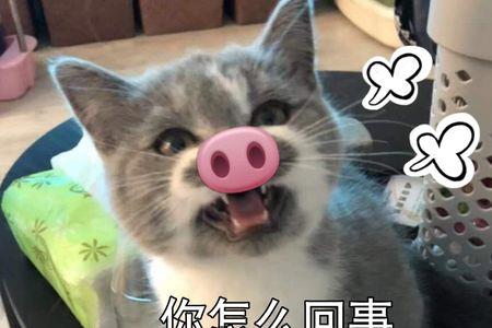 真开心啊的啊是几声