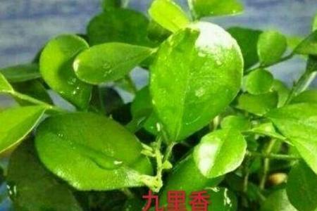十里香与九里香的区别