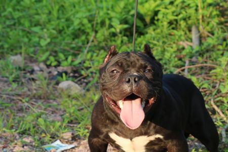 恶霸犬好生产吗