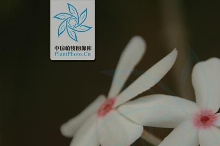 我国最长的植物是什么多少米