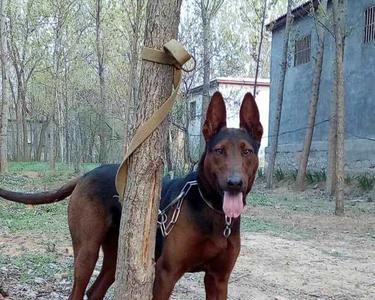 苏联红犬的怀孕特征