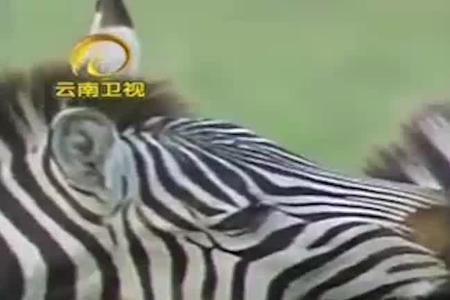 斑马肉为什么不能随便吃