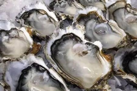 生蚝淡水里能活几天