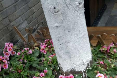 一般小花塘里面种什么树