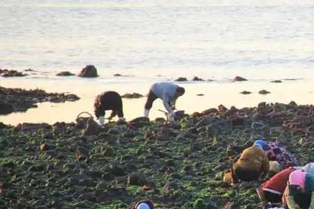 西沙赶海最佳时间
