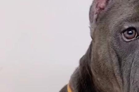 恶霸犬吃饭为什么要人喂