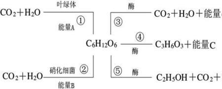 顺同化和逆同化的举例