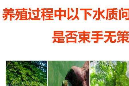 绿藻在水里会游吗