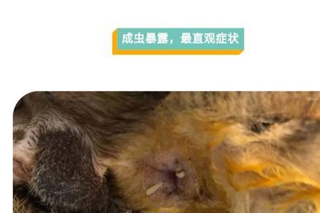 我家的猫咪体内有虫，怎么驱啊