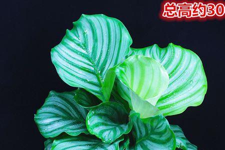 青苹果盆栽放在卧室风水好吗