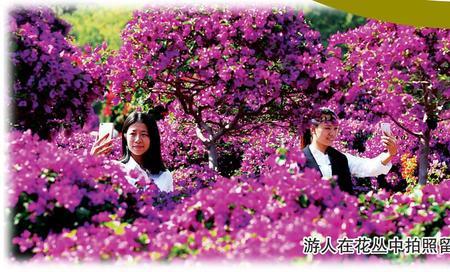 姹紫嫣红，是什意思