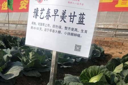 山东春露地甘蓝种植时间
