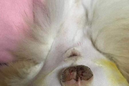 公猫绝育几天度过危险期