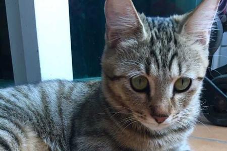 为什么白猫会生狸花猫出来