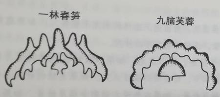 秦岭阴阳坡怎么判断