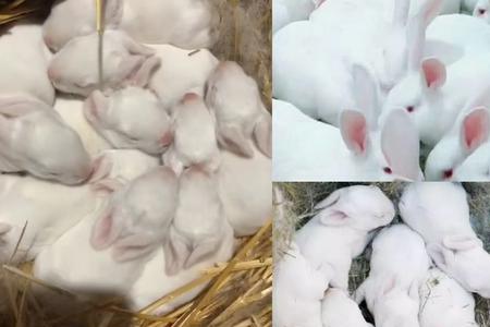 第一胎母兔多少天产仔