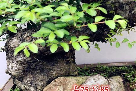 小叶榆树能在家院子，栽吗