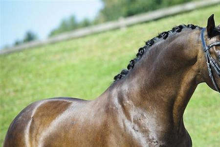 Horses，es的发音什么是s还是iz