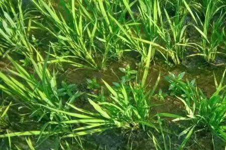 水田打稗草药1小时后下雨有效吗