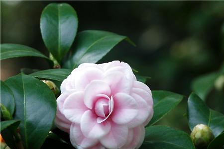 茶花光杆怎样看死活