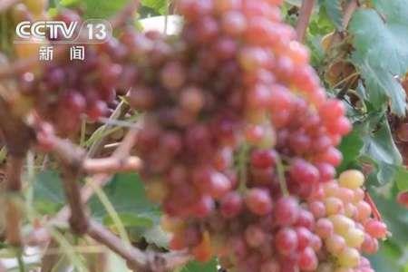 山西徐家大园葡萄卖的怎么样