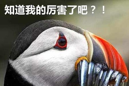 海鹦就是海鹦读后感