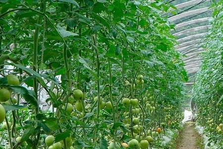 西红柿种植与管理