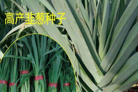 小根蒜秋天什么地方多